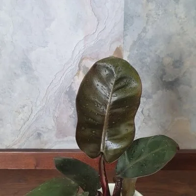 Philodendron Black Cardinal · 2