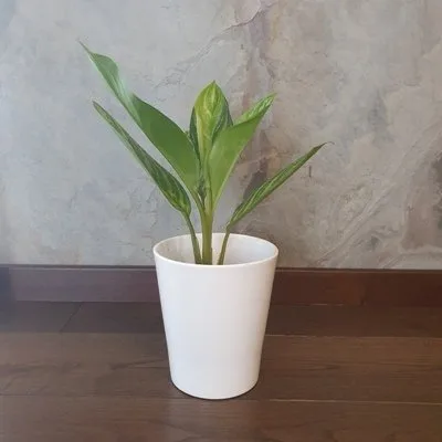 Aglaonema Silver Stripes · 2