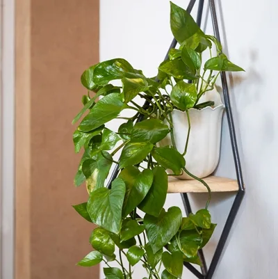 Epipremnum aureum · 1