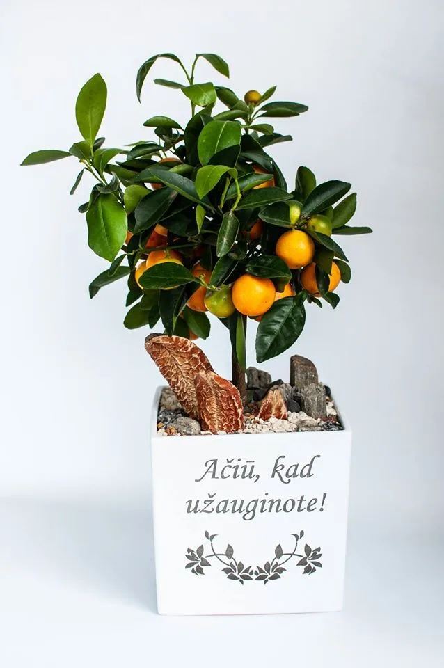 Vazonas su spauda „Ačiū, kad užauginote"