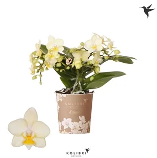 Phalaenopsis MF Botanico Geltonas 9Ø 35cm 4st 50fl