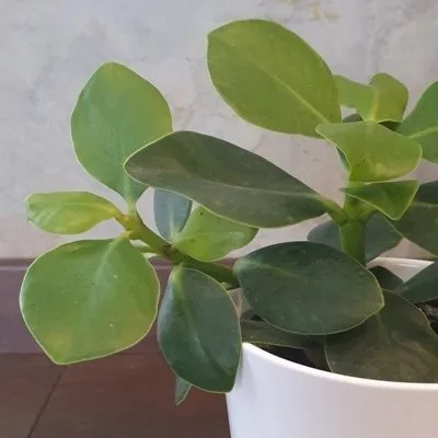 Clusia rosea Princess · 2