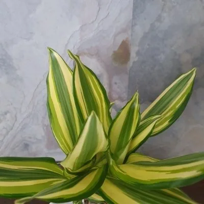 Dracena wonna Yellow Coast · 3