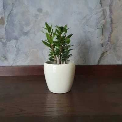 Laurus nobilis · 1