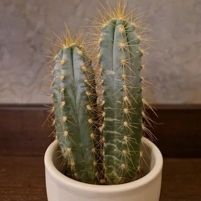 Pilosocereus azureus · 1
