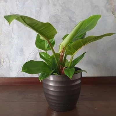 Philodendron erubescens Imperial Green · 1