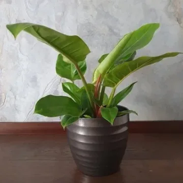 Philodendron erubescens Imperial Green