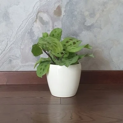 Maranta leuconeura · 2