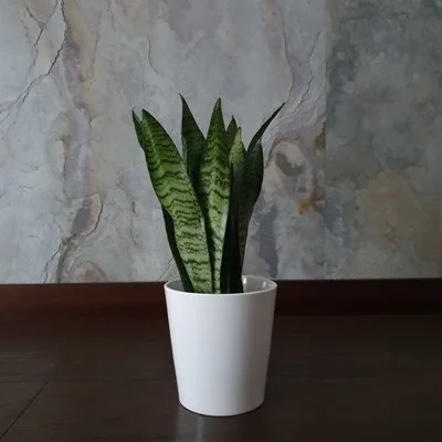 Sansevieria zeylanica · 3