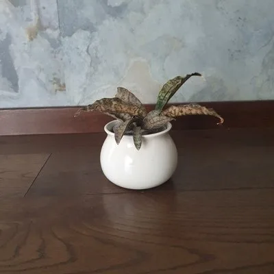 Sansevieria kirkii var.pulchra Coppertone · 2