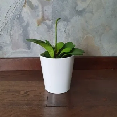 Hoya kerrii · 1