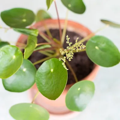 Pilea peperomioides · 2