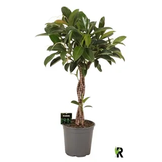 Vazoninis augalas Fikusas Melany twisted 27Ø 110cm 4pp
