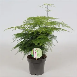 Vazoninis augalas Asparagus Setaceus Plumosus — 12Ø 35cm