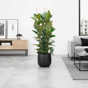 Ficus elastica Robusta, 100 cm