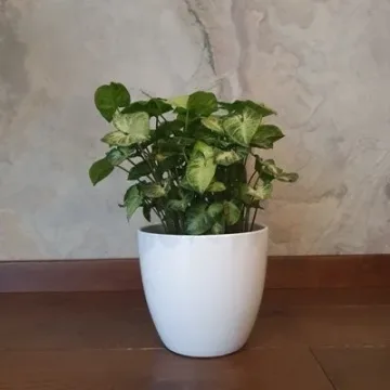 Syngonium Pixie