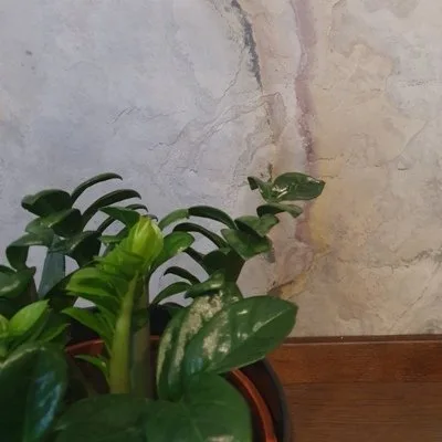Zamioculcas zamiifolia Zenzi · 2
