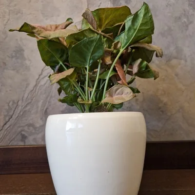 Syngonium Neon Robusta · 1