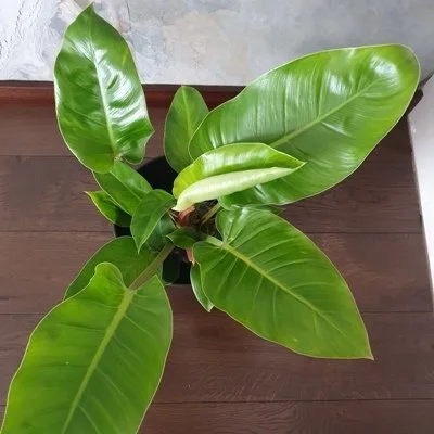 Philodendron erubescens Imperial Green · 2