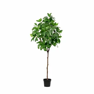 Dirbtinis augalas Magnolia 21Ø 200cm