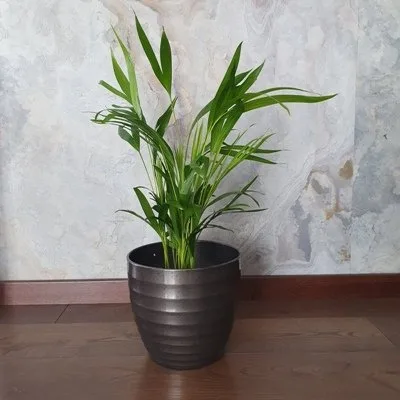 Chrysolidocarpus lutescens · 3