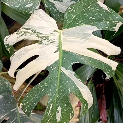 Monstera deliciosa Thai Constellation · 1