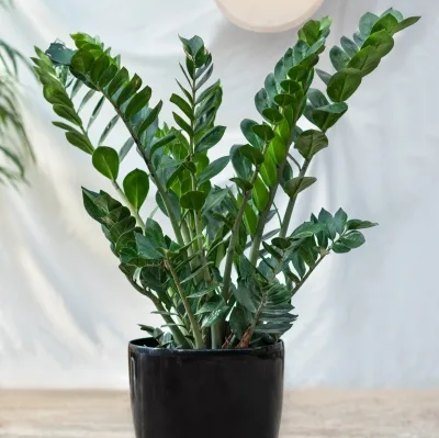 Zamioculcas zamiifolia · 1