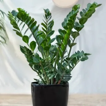 Zamioculcas zamiifolia