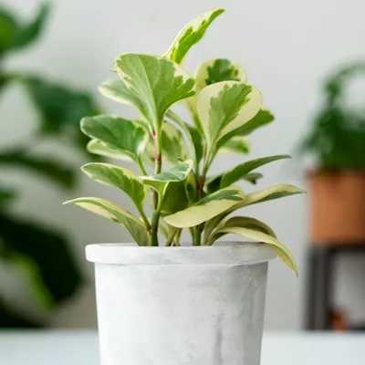 Peperomia Obtusifolia Variegata · 1