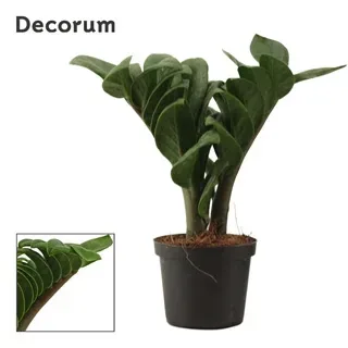 Zamioculcas zamiifolia Zenzi 9Ø 25cm 2st
