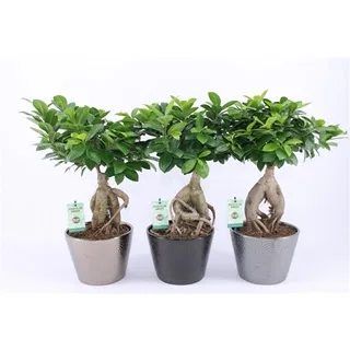 Vazoninis augalas FIKUSAS GINSENG 2 su vazonu — 19Ø 42cm 1pp