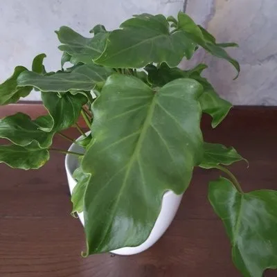 Philodendron Xanadu · 2