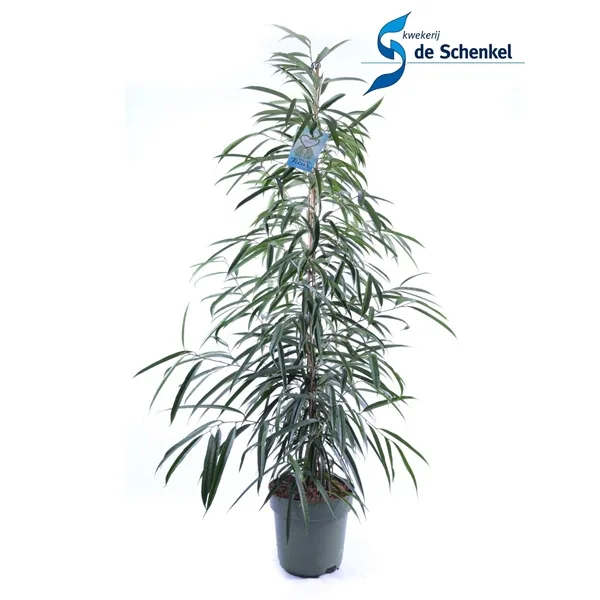Vazoninis augalas FIKUSAS ALI (FICUS BINNENDIJKII) 150 cm.  3pp