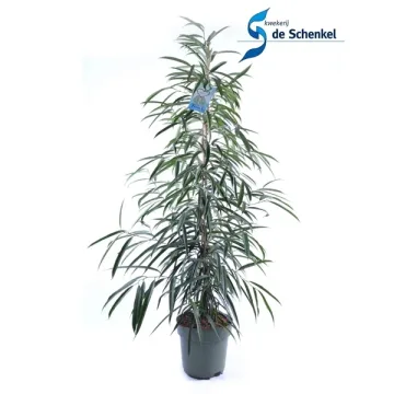 Vazoninis augalas FIKUSAS ALI (FICUS BINNENDIJKII) 150 cm.  3pp