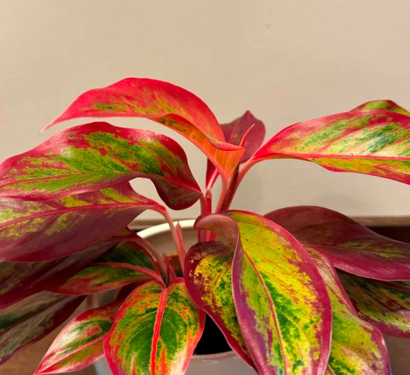 Aglaonema Crete Flame · 2