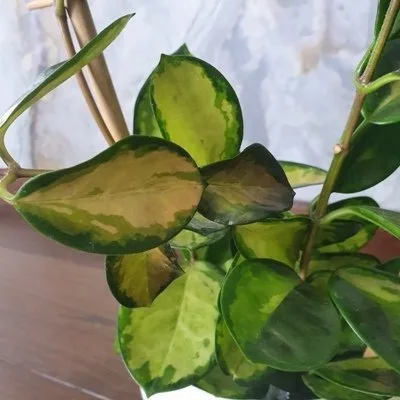 Hoya australis Lisa · 3