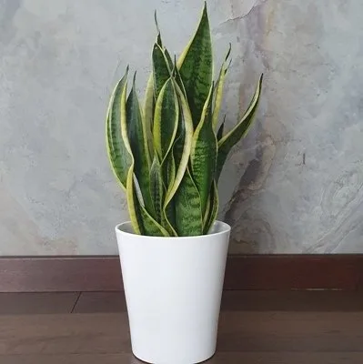 Sansevieria Futura superba · 1