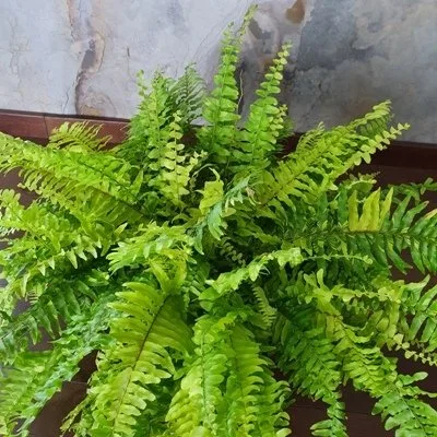 Nephrolepis Tiger · 2