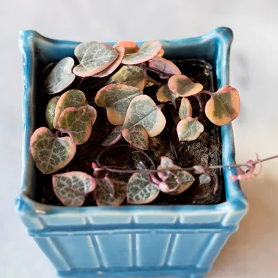 Ceropegia woodii VARIEGATA · 1