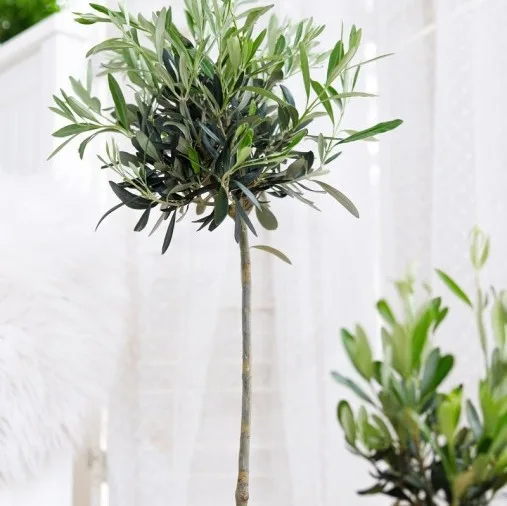 Olea europaea · 1
