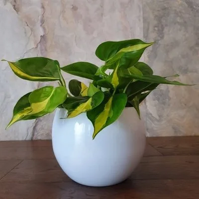 Philodendron scandens Brasil · 1