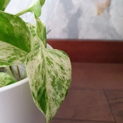 Epipremnum aureum Snow queen · 1