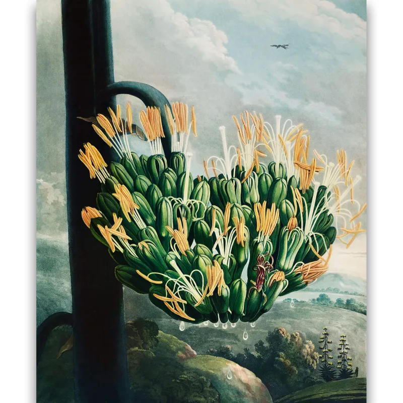 Reprodukcija „Alavijas“, Robert John Thornton, (1808)