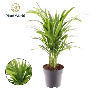 Vazoninis augalas DIPSIS GELSVASIS (DYPSIS LUTESCENS) 4 — 17Ø 60cm 30pp