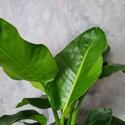 Strelitzia nicolai · 2