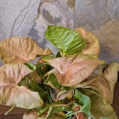Syngonium Neon Robusta · 2