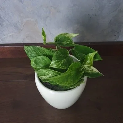 Epipremnum Marble Queen · 2