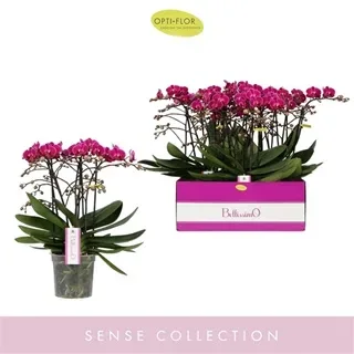 Vazoninis augalas Phalaenopsis MF Bellissimo Amore 15Ø 50cm 4st 100fl