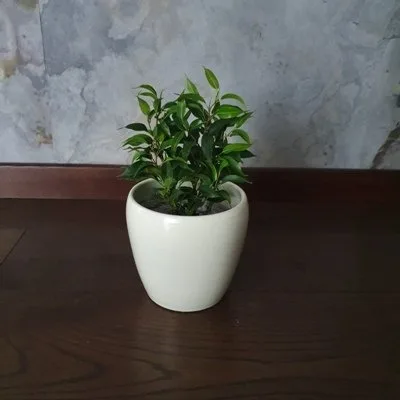 Ficus benjamina Green kinky · 2