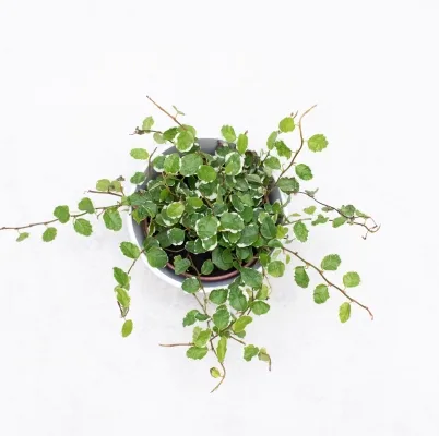 Ficus Pumila White Sunny · 1
